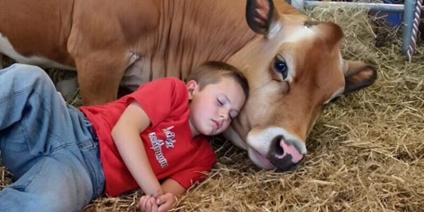 My little brother refuses to sleep in his bed—he’s convinced the cow knows all his secrets.