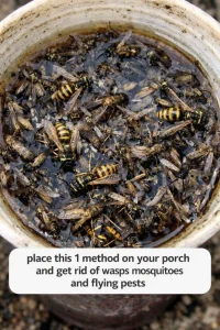 Place this 1 mixture on your porch and get rid of wasps, mosquitoes, and flying pests