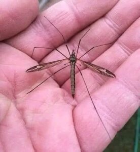 The Gentle Giant: Why You Should Stop Swatting the Crane Fly