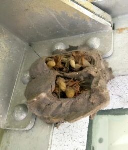 I went into the garage just to grab an old toolbox. Usually, it’s my husband who goes in there — he keeps it organized and knows where everything is. But me… I almost never go in. Still, that morning, for some reason, I felt like going inside. The light in the garage was dim, the lamp was flickering — it should’ve been replaced long ago. I walked along the wall and suddenly stopped. In the far corner, where the old cabinet with paint and random junk always stood, I noticed… something. At first, I couldn’t tell what it was. It looked like it was covered in a thick layer of dust, but something inside that “thing” moved. I came closer. And in that moment, I felt a chill, like the temperature had suddenly dropped. I was absolutely terrified when I realized what it was 😱😱 More in the first comment 👇👇