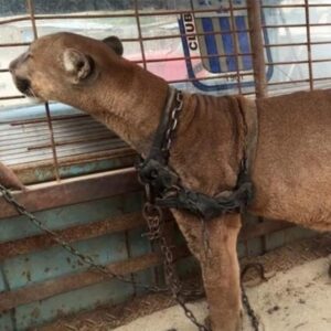 Circus lion released after being locked up for 20 years