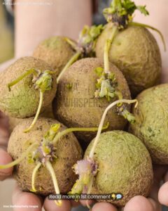 Potatoes Turning Green or Sprouting Eyes: Are They Safe to Eat?