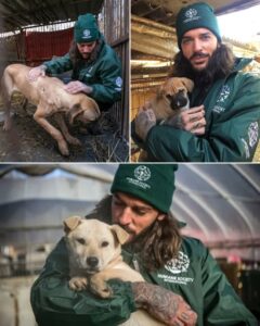 “THIS ISN’T FOR TV — THIS IS LIFE OR DEATH.” Pete Wicks Walked Away From the Cameras and Into a Rescue Mission That Changed Everything… What fans thought they knew about Pete Wicks was quietly rewritten in a moment no one expected. Away from lights, scripts, and staged drama, Wicks reportedly stepped into a real rescue operation — one that would save 170 dogs from neglect, abandonment, and what many feared was certain death. There were no cameras rolling. No audience watching. Just long hours, exhaustion, and the raw reality of animals in distress. Witnesses say Wicks worked relentlessly alongside volunteers, refusing to leave as the night stretched on — lifting frightened dogs into his arms, calming them, staying until cages slowly emptied and fear began to give way to something softer. At one point, he reportedly said, “If even one of them walks out alive, it’s worth everything.” Those words, simple but heavy, captured the shift people are now talking about — a moment where image gave way to instinct. Fans who later learned about the rescue flooded social media with emotional reactions, many saying it changed how they see him entirely. Because in that place — with no spotlight, no applause, no performance — what remained wasn’t a TV personality… but someone who showed up when it truly mattered.