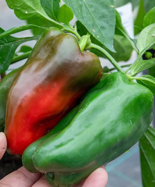 Benefits and Contraindications of Eating Peppers