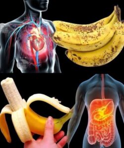 Here is the step-by-step breakdown of what happens to your body after you eat a banana.