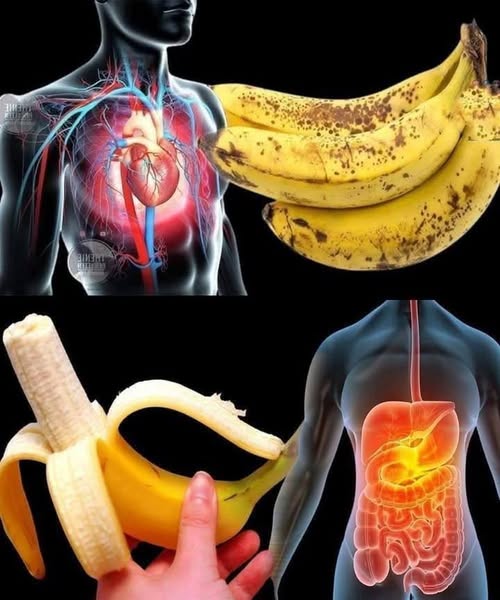 Here is the step-by-step breakdown of what happens to your body after you eat a banana.