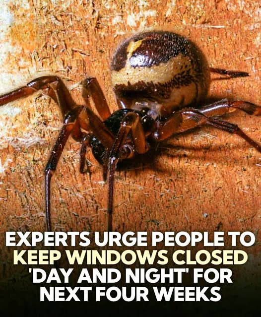 False Widow Spiders in the UK: Seasonal Awareness, Safety Tips, and Expert Advice for Homeowners