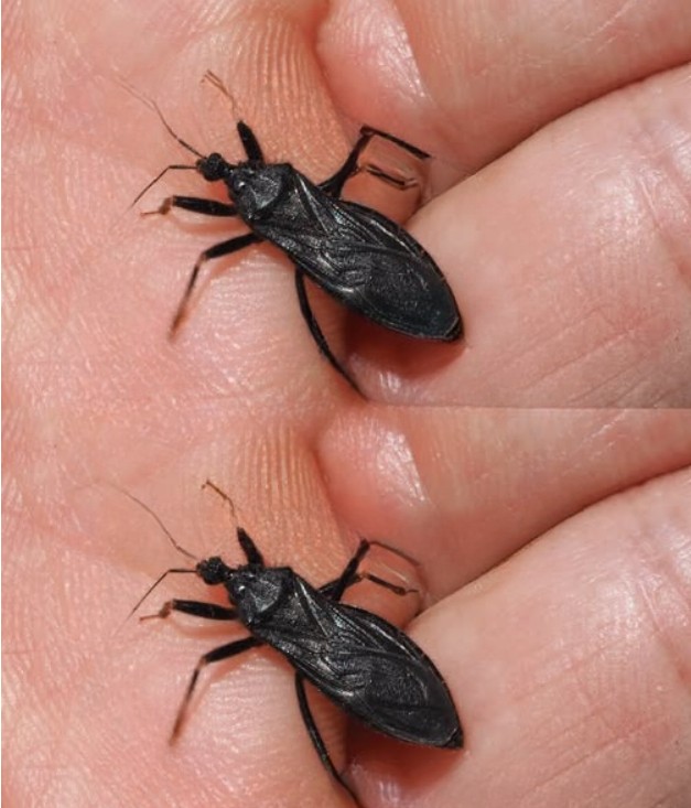 What To Do If Bitten By An Assassin Bug: A Guide to Staying Safe