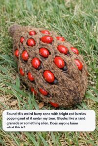 Found this weird fuzzy cone with bright red berries popping out of it under my tree. It looks like a hand grenade or something alien. Does anyone know what this is?