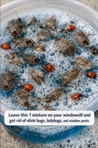 Leave this 1 mixture on your windowsill and get rid of stink bugs, ladybugs, and window pests