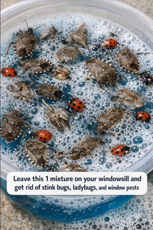 Leave this 1 mixture on your windowsill and get rid of stink bugs, ladybugs, and window pests