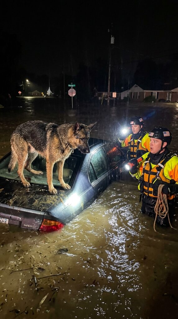 Flood Swallows Whole Town- A German Shepherd Refused to Abandon a Submerged Car, Guarding Something More Than a Survivor