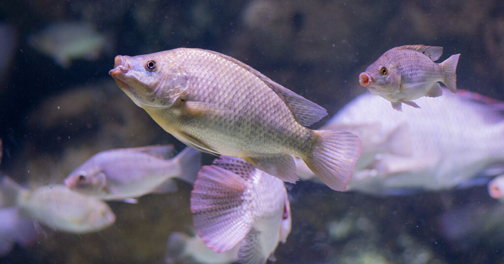 The Benefits and Potential Dangers of Eating Tilapia Fish