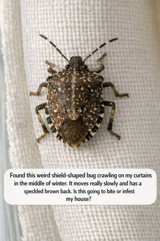 Found this weird shield-shaped bug crawling on my curtains in the middle of winter. It moves really slowly and has a speckled brown back. Is this going to bite or infest my house?