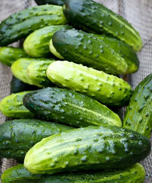 Doctors reveal that eating cucumber in salads causes…