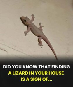 The Spiritual Meaning of a Lizard Entering Your Home Across Different Cultures