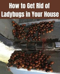 How to Keep Ladybugs Out of Your Home Naturally: Scents That Actually Work
