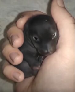 From Fragile Beginnings to Quiet Miracles: The Extraordinary Journey of a Little Survivor