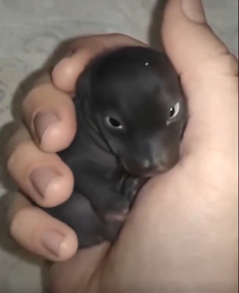 From Fragile Beginnings to Quiet Miracles: The Extraordinary Journey of a Little Survivor