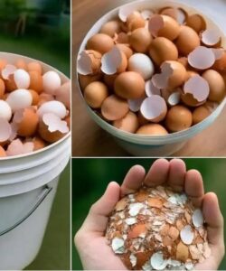 Can Boiling Eggshells Help With Disease? What’s The Truth?