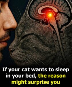 Why Your Cat Chooses to Sleep With You: 10 Reasons That Explain It