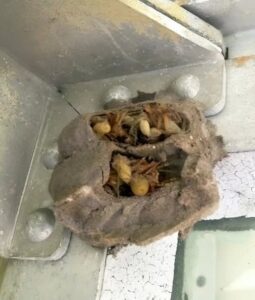 I Walked Into the Garage for a Toolbox — and Discovered Something I Never Expected