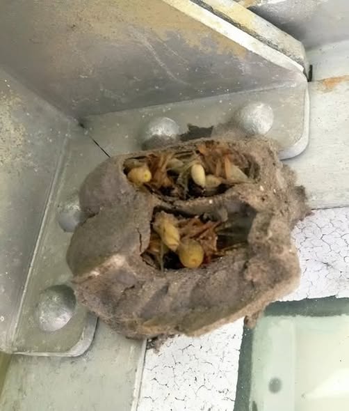 I Walked Into the Garage for a Toolbox — and Discovered Something I Never Expected