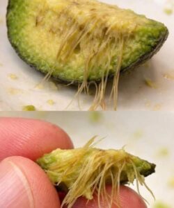 Why Your Avocado Has Those Stringy Fibers — And What They Actually Mean