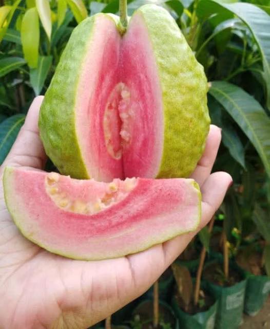 Doctors reveal that guava leaf tea causes…