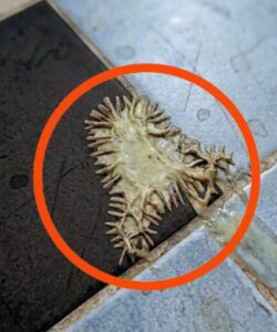 I found this in my girlfriend’s bathroom. We’ve been looking at it for an hour now and still can’t figure out what it is.