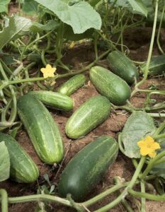Doctors reveal that eating cucumbers causes…