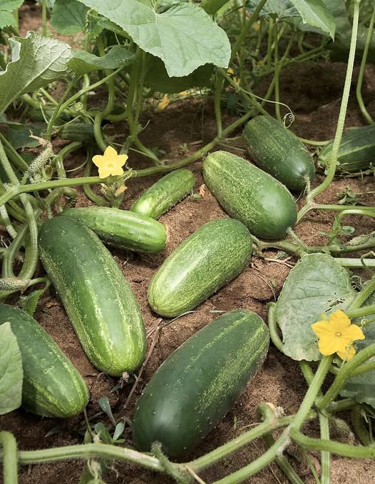 Doctors reveal that eating cucumbers causes…