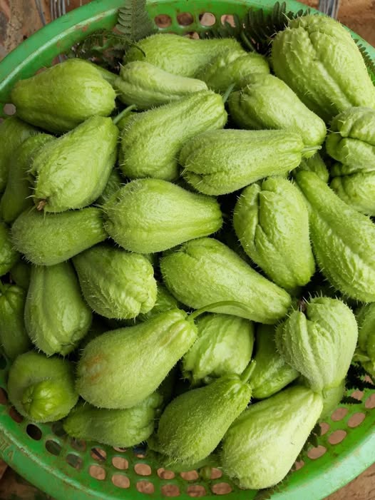 Doctors reveal that eating chayote causes ….