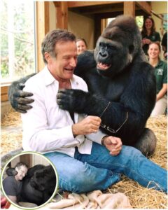A GORILLA LAUGHED THAT DAY. AND SO DID EVERYONE WATCHING. In 2001, Robin Williams walked into a sanctuary in California to meet Koko — the gentle gorilla who understood over 1,000 signs in American Sign Language. Koko had been grieving for months. Her closest companion had passed away, and the caretakers said she hadn’t smiled since. Robin sat down on the floor beside her. He made a funny face. Then another. Within minutes, Koko was tickling him, stealing his glasses, pulling him into a hug like an old friend she’d been waiting for. And then — she laughed. A deep, rumbling, joyful sound no one had heard in a long, long time. Do you believe animals can truly feel the kindness of a human heart?