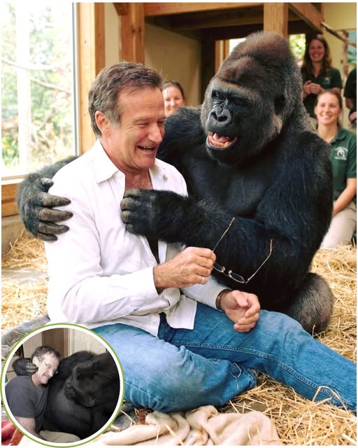 A GORILLA LAUGHED THAT DAY. AND SO DID EVERYONE WATCHING. In 2001, Robin Williams walked into a sanctuary in California to meet Koko — the gentle gorilla who understood over 1,000 signs in American Sign Language. Koko had been grieving for months. Her closest companion had passed away, and the caretakers said she hadn’t smiled since. Robin sat down on the floor beside her. He made a funny face. Then another. Within minutes, Koko was tickling him, stealing his glasses, pulling him into a hug like an old friend she’d been waiting for. And then — she laughed. A deep, rumbling, joyful sound no one had heard in a long, long time. Do you believe animals can truly feel the kindness of a human heart?