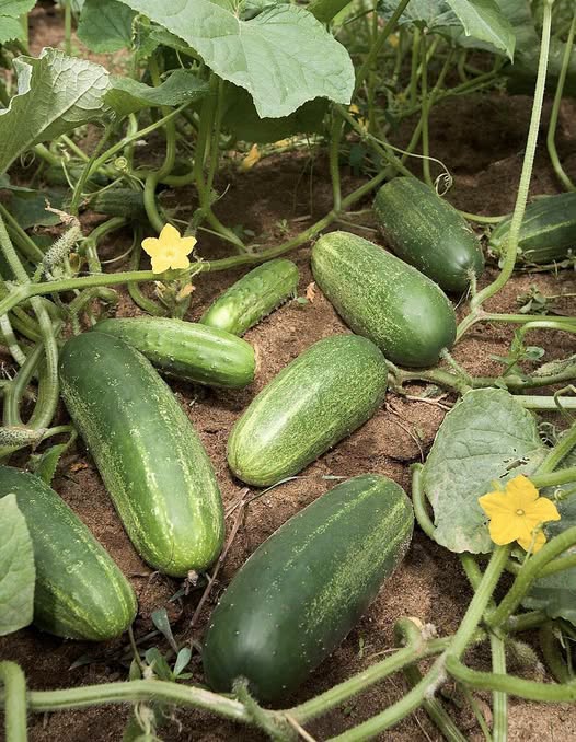 Doctors reveal that eating cucumbers causes…