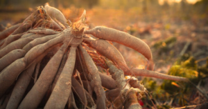 World’s “Deadliest Food” Kills 200 Each Year — And Millions Still Eat It