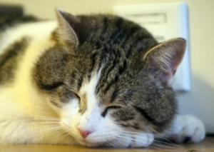 8 Ways To Tell If Your Cat Actually Likes You Or Just Tolerates You