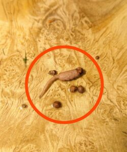 I was cooking ground beef and when I took it out of the pan, I noticed a strange object that didn’t look like beef.