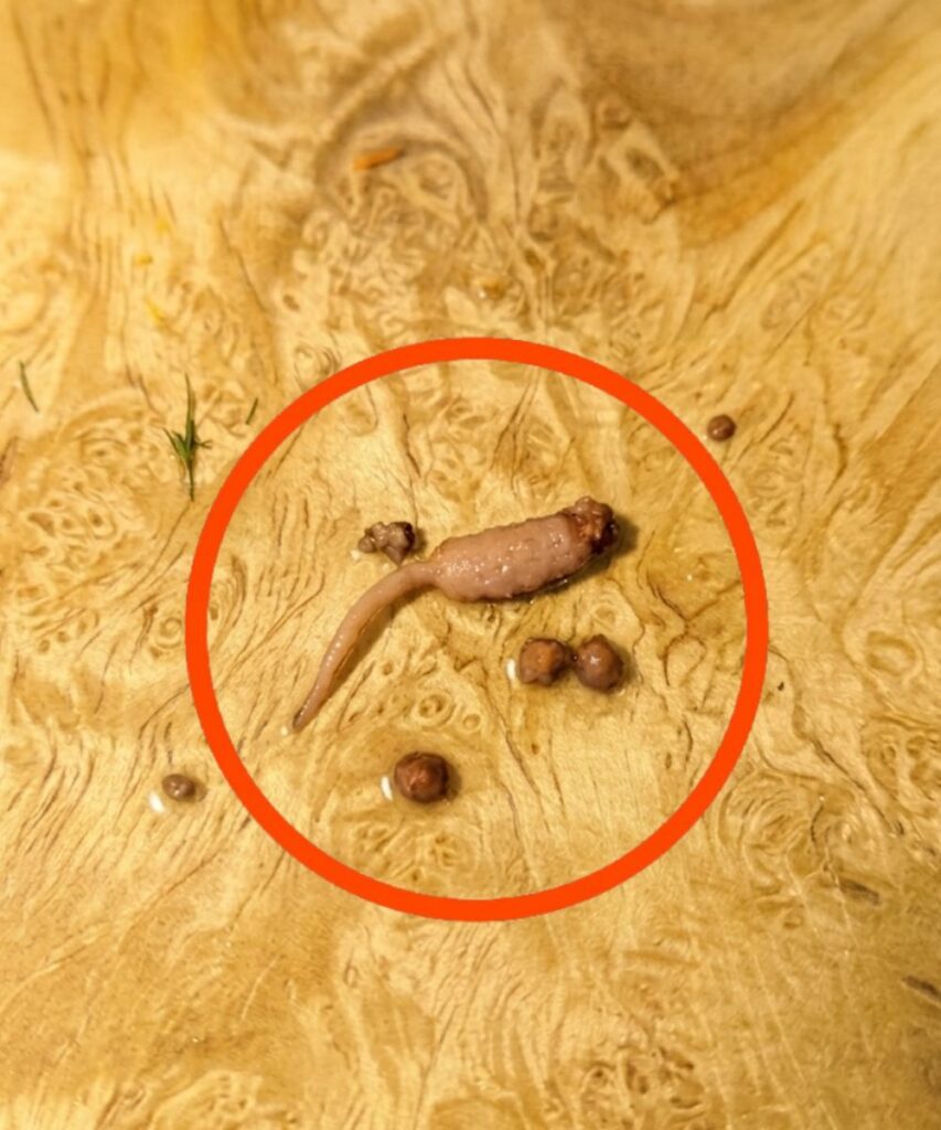 I was cooking ground beef and when I took it out of the pan, I noticed a strange object that didn’t look like beef.