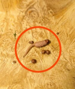 What That Strange Stringy Piece in Your Ground Beef Really Is: A Calm, Helpful Guide for Home Cooks