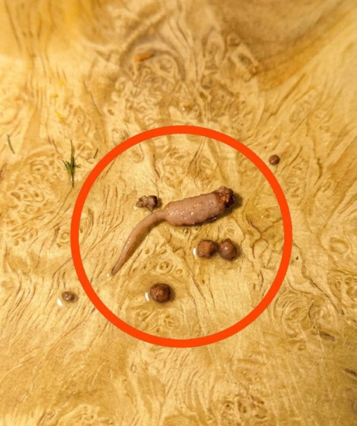 What That Strange Stringy Piece in Your Ground Beef Really Is: A Calm, Helpful Guide for Home Cooks