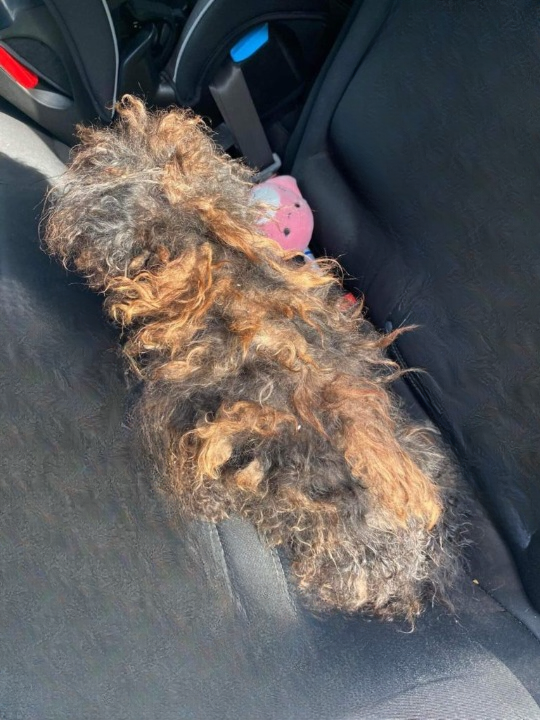 Covered by the Tangles of Fur: The Miraculous Rescue of Pear