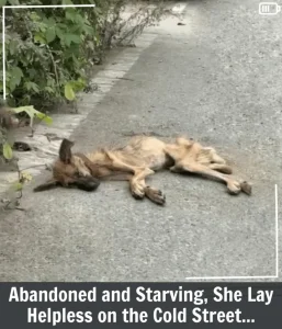 From Starvation and Scorn to a Loving Home: Brookie’s Inspiring Transformation
