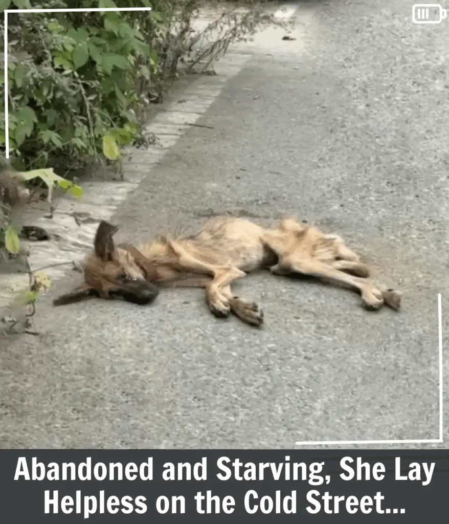 From Starvation and Scorn to a Loving Home: Brookie’s Inspiring Transformation