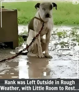 Hank’s Story: A Chained Dog Who Only Wished for Love