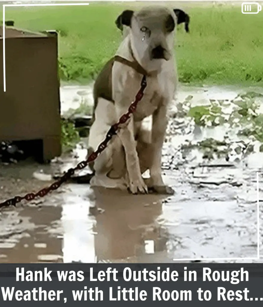 Hank’s Story: A Chained Dog Who Only Wished for Love