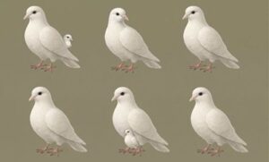 This Is Not a Coincidence, The Hidden Meaning Behind the Number of Doves You Keep Seeing