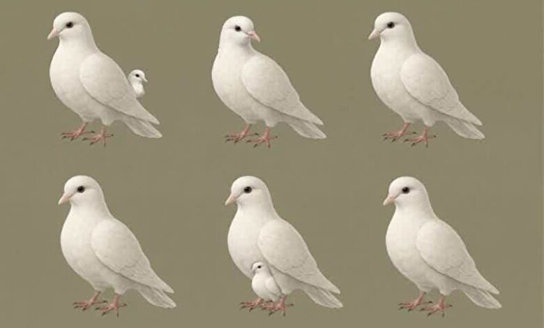 This Is Not a Coincidence, The Hidden Meaning Behind the Number of Doves You Keep Seeing
