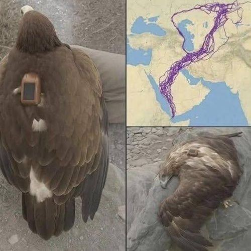 The Incredible Journey of a Migrating Eagle and What It Teaches Us About Nature